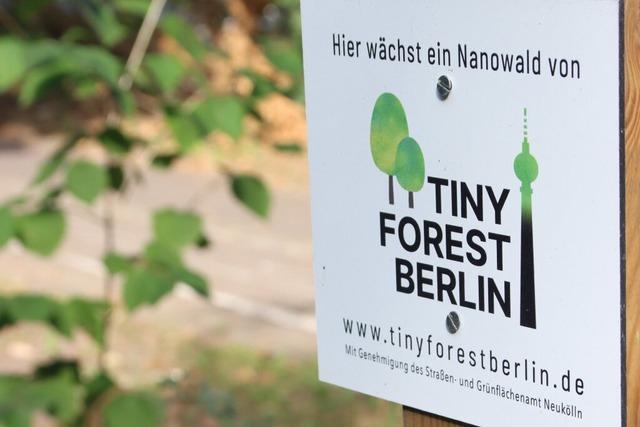 Mannheim bekommt ersten Tiny Forest in Baden-Wrttemberg
