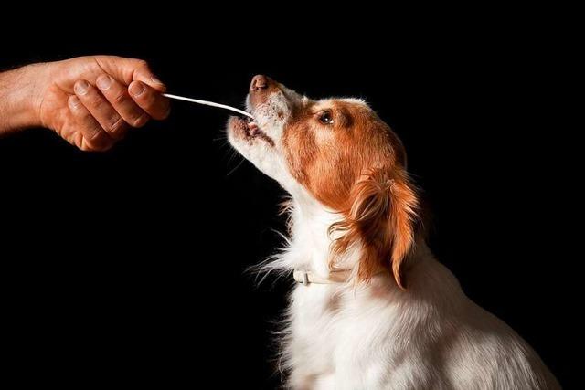 Gentests fr Hunde sind einfach wie nie – doch was bringen sie?