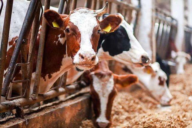 Warum Baden-Wrttemberg seine Milchbauern verliert