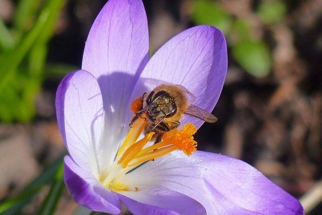 Diese Biene geniet ein farbenfrohes Schlemmerbuffet in Titisee