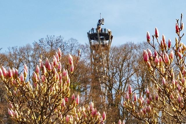 Magnolien schmcken den Schlossbergturm in der Ferne