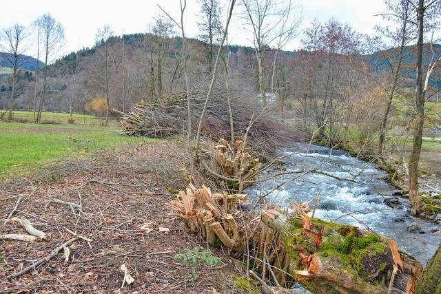 Naturschtzer kritisieren Rckschnitt an der Brugga in Oberried