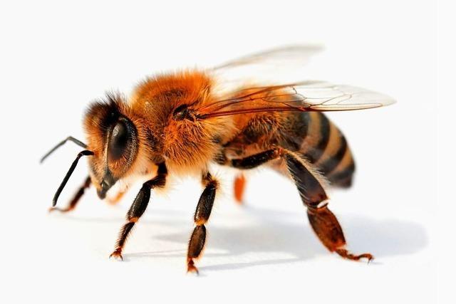 Bienensachverstndiger kontrolliert Vlker auf amerikanische Faulbrut